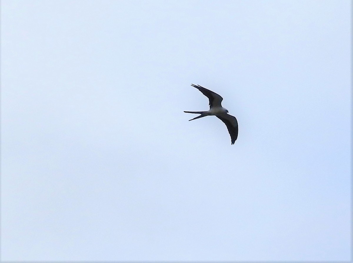Swallow-tailed Kite - ML146424191