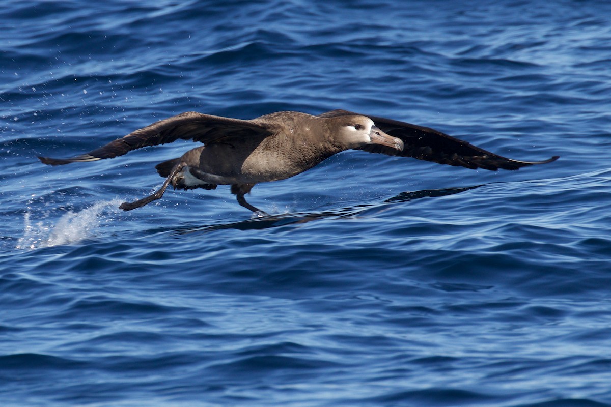 Black-footed Albatross - ML146424421