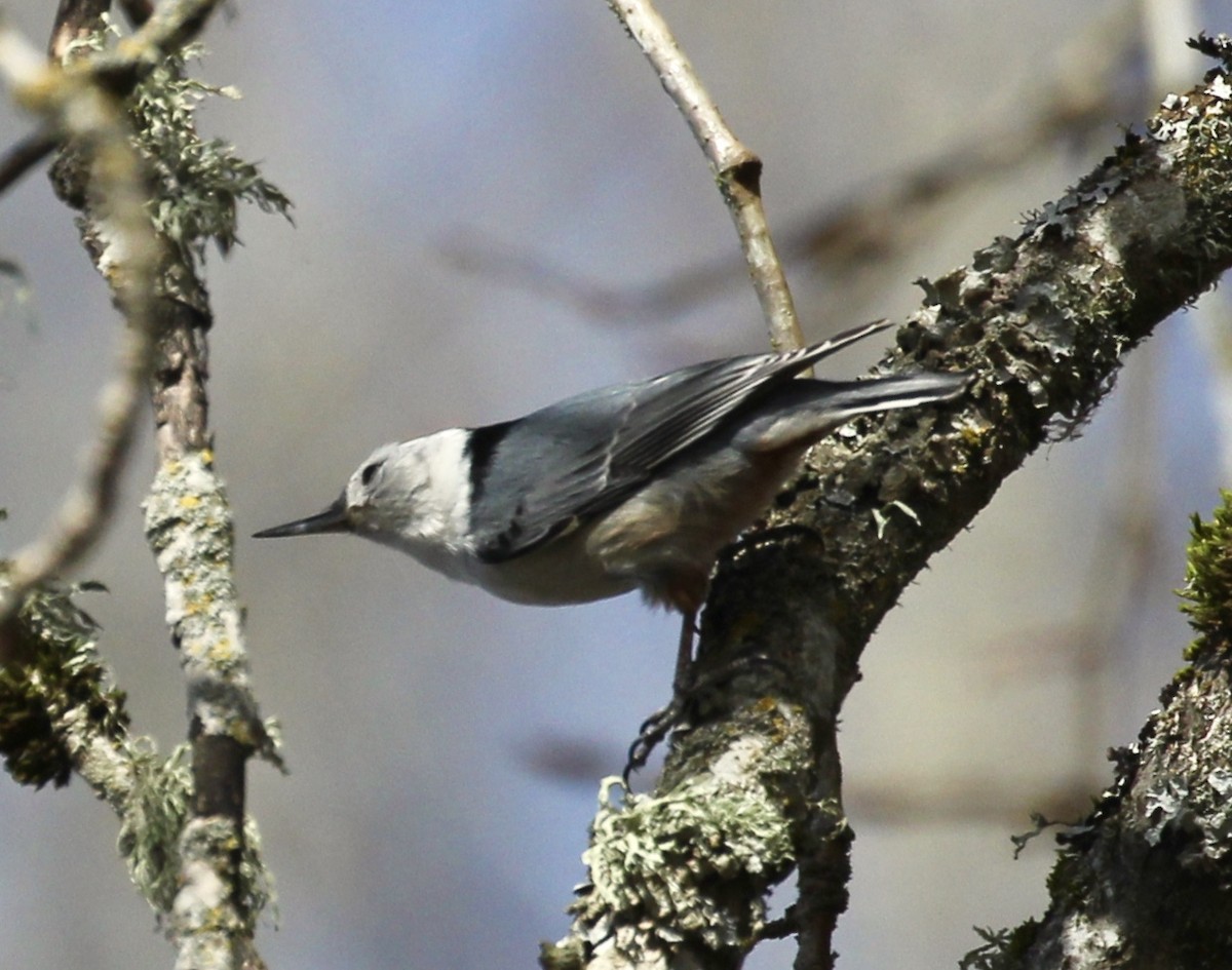 White-breasted Nuthatch - maxine reid
