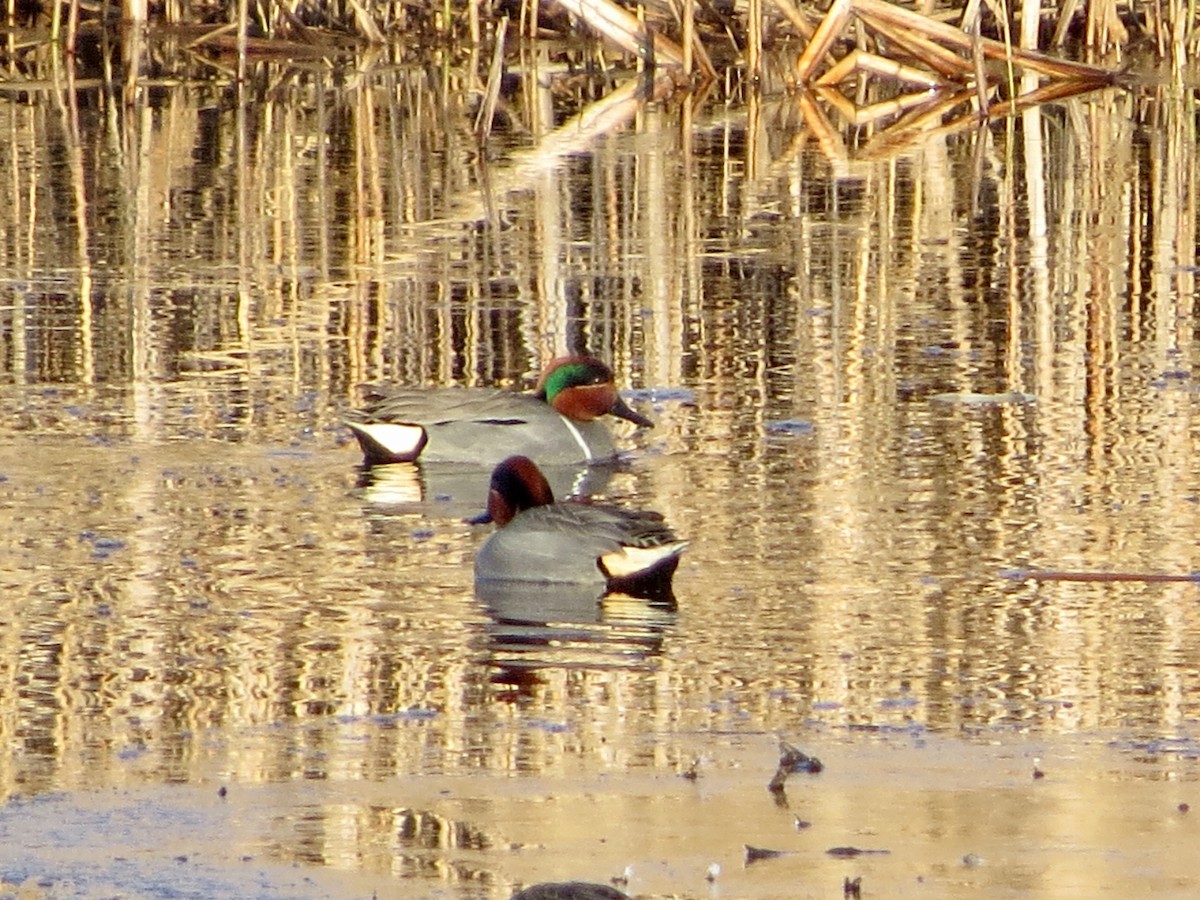 Green-winged Teal - ML146426701
