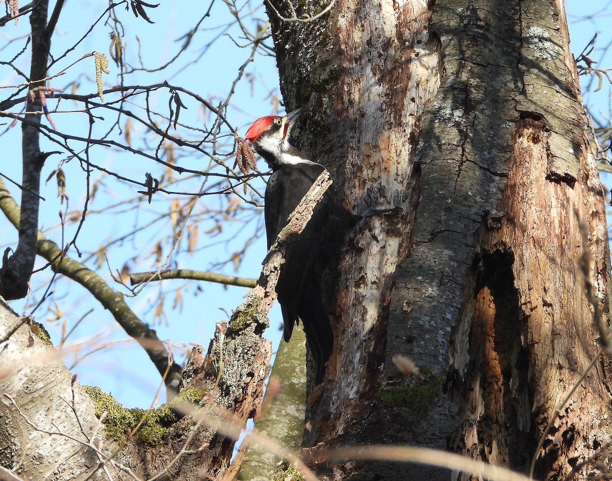 Pileated Woodpecker - Dale Floer