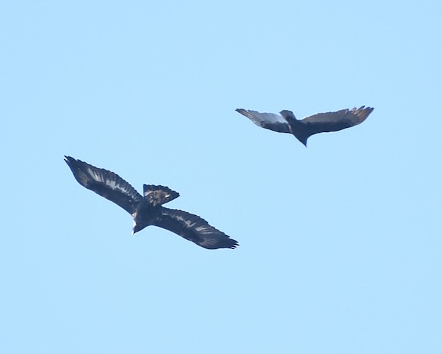 Immature Golden Eagle (left) with Turkey Vulture (<em>Cathartes aura</em>) (right). - Golden Eagle - 