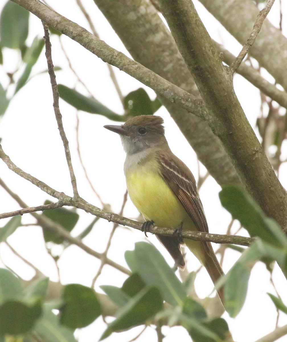 Great Crested Flycatcher - Thomas Smith