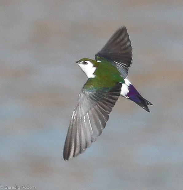 Violet-green Swallow - Ceredig  Roberts
