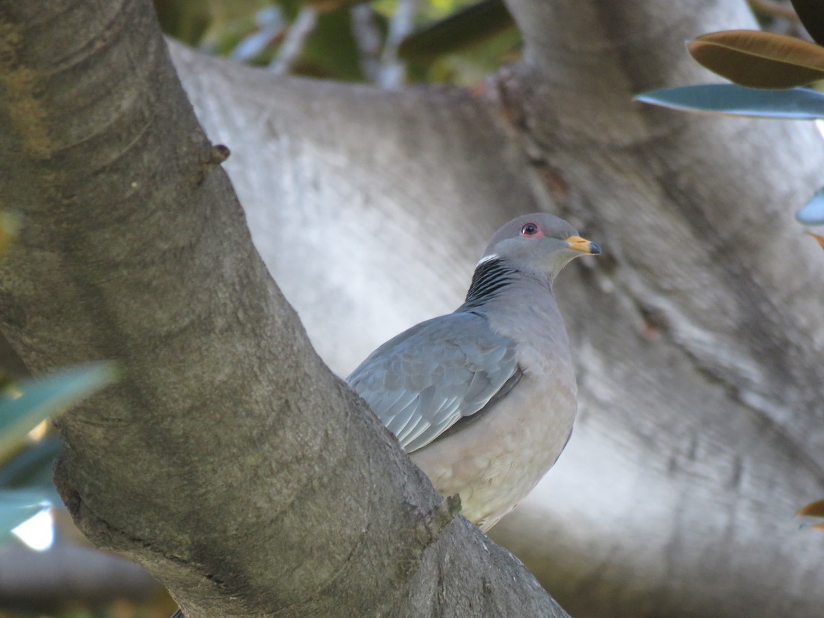 Band-tailed Pigeon - Peter Colasanti