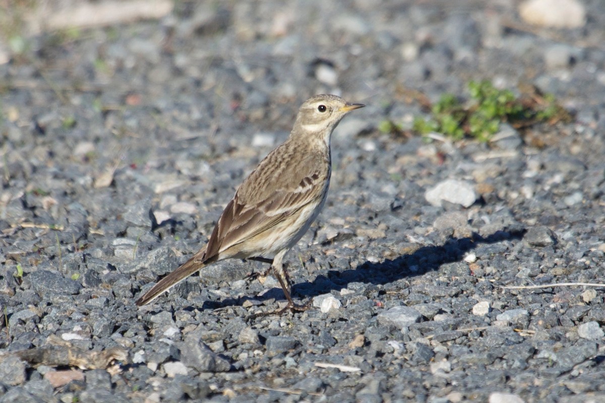 American Pipit - Rob O'Donnell