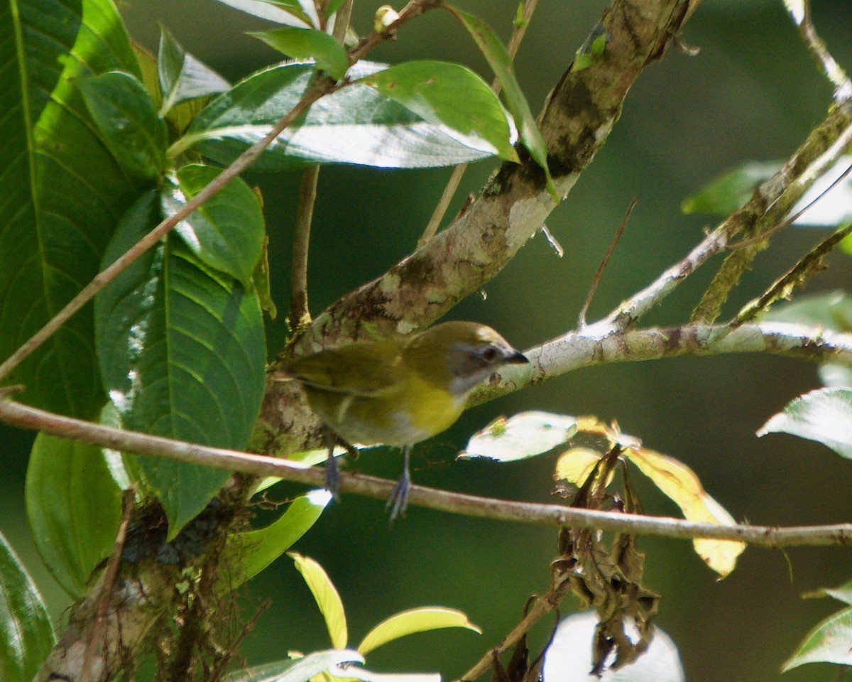 Ashy-throated Chlorospingus - Larry Waddell