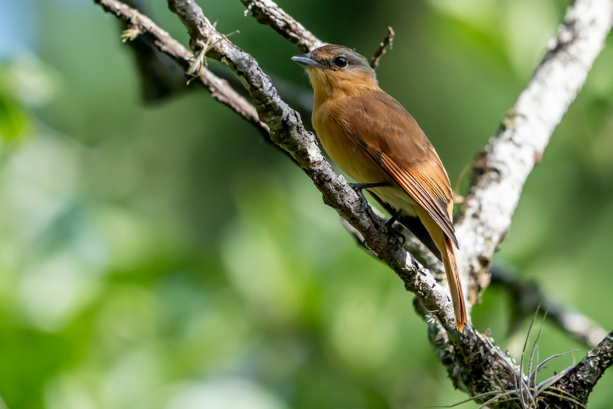 Chestnut-crowned Becard - Joao Quental JQuental