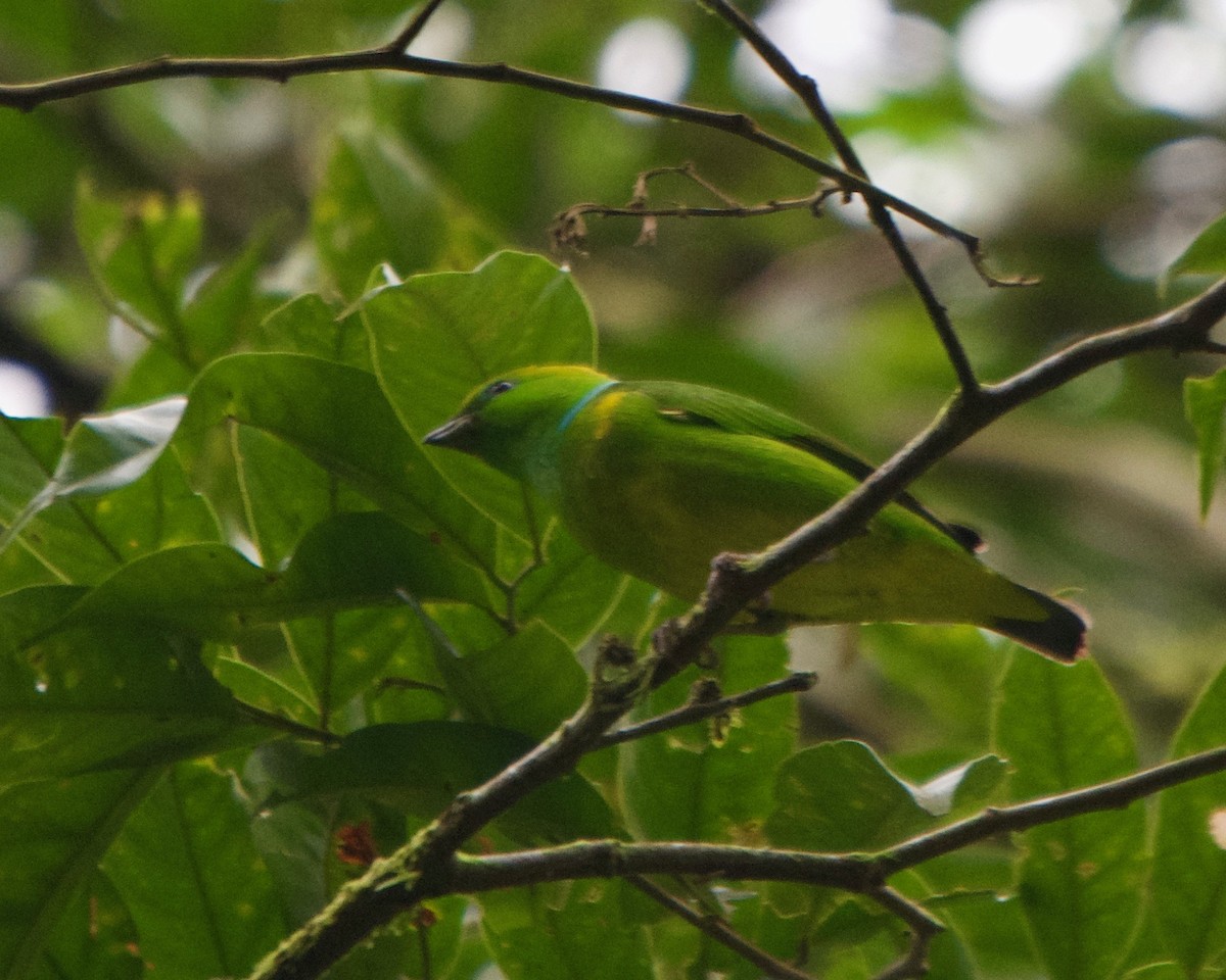 Golden-browed Chlorophonia - Larry Waddell