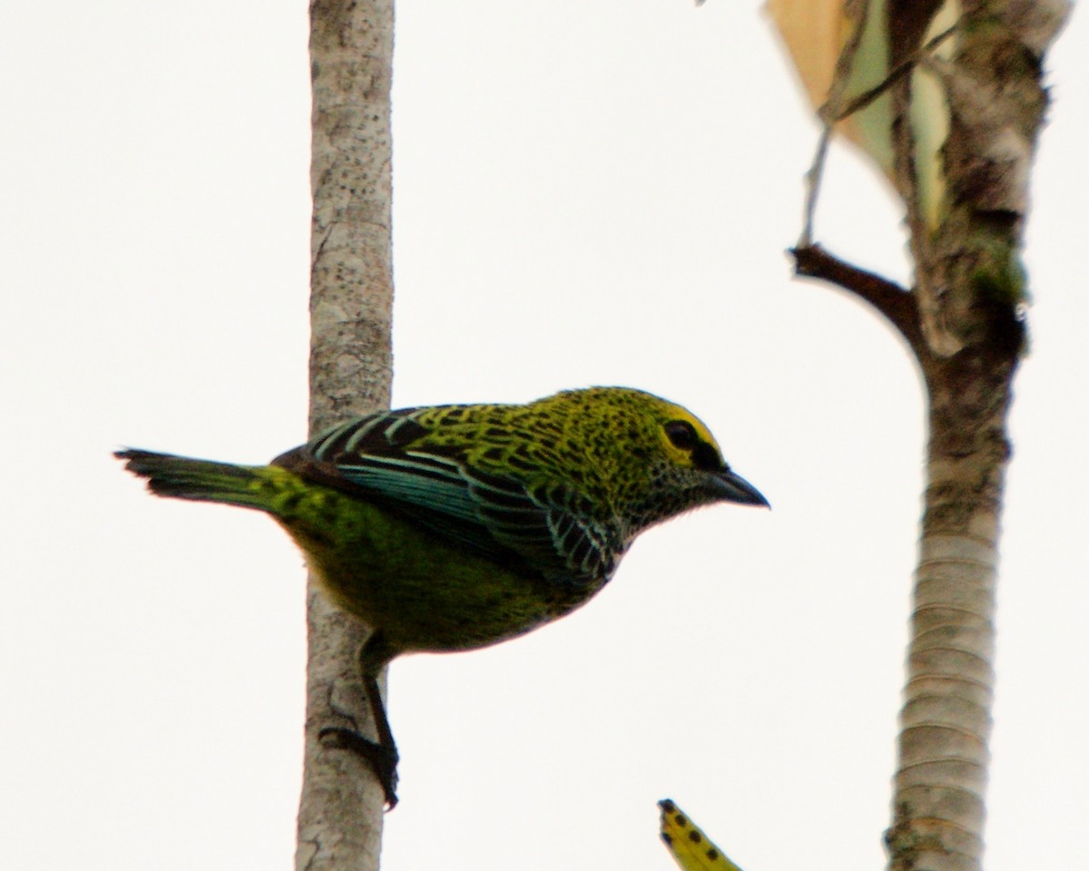 Speckled Tanager - Larry Waddell