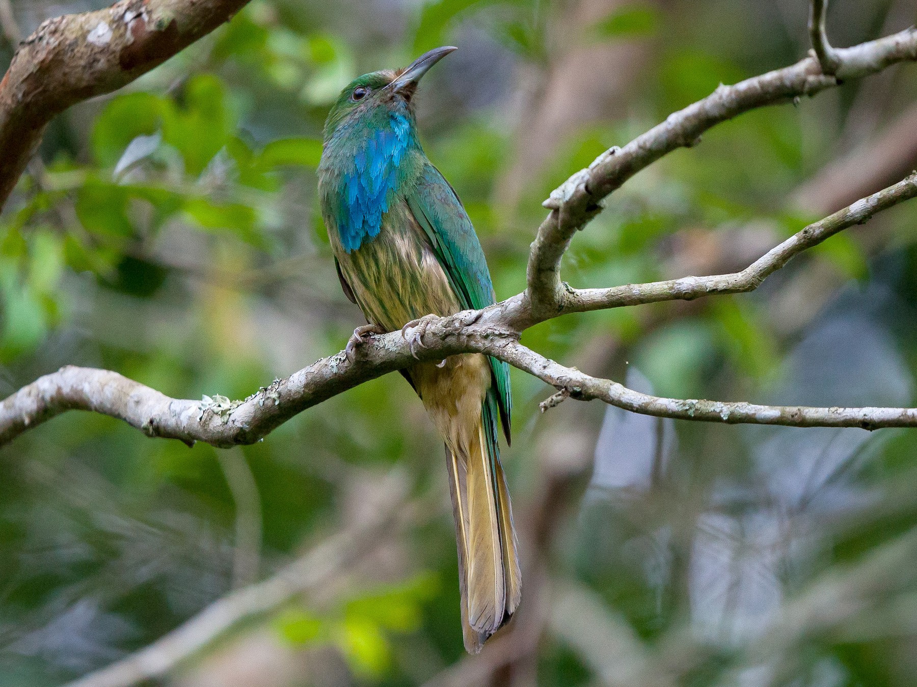 Blue-bearded Bee-eater - Vivek Menon