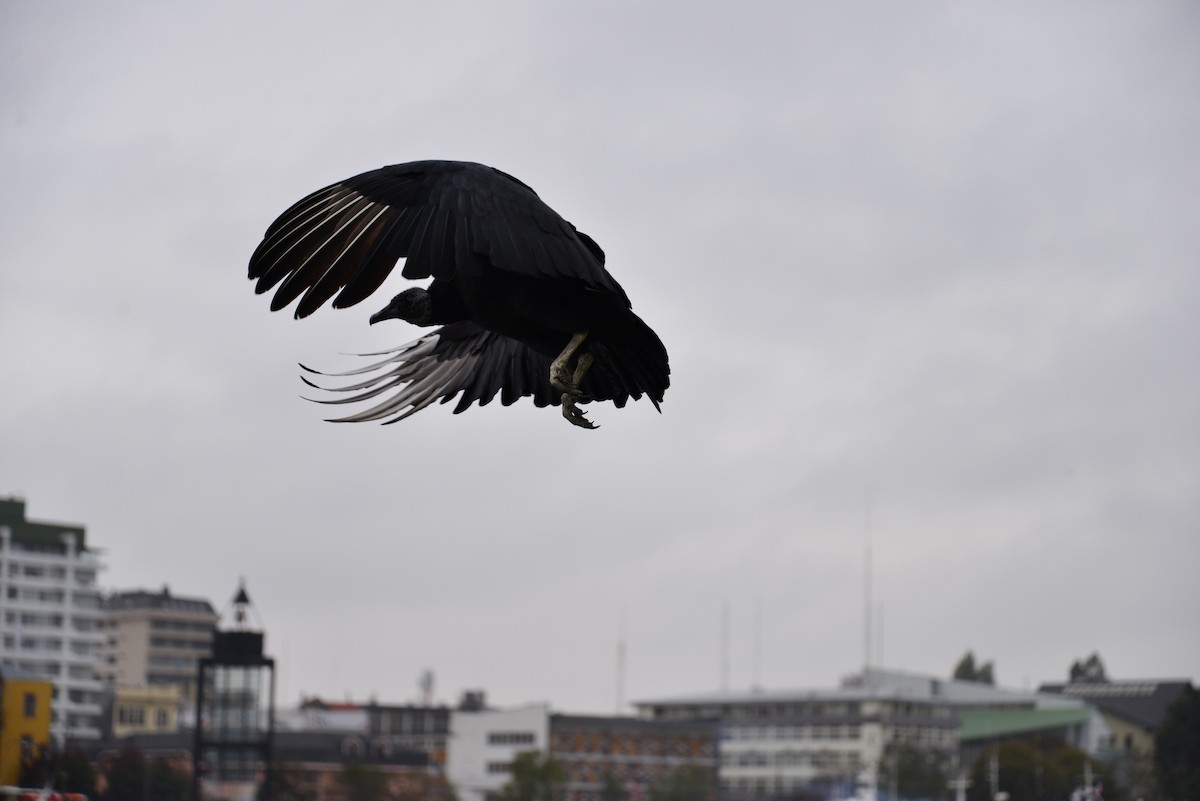 Black Vulture - ML146435601