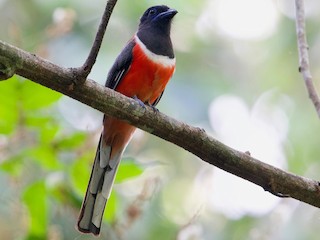  - Malabar Trogon