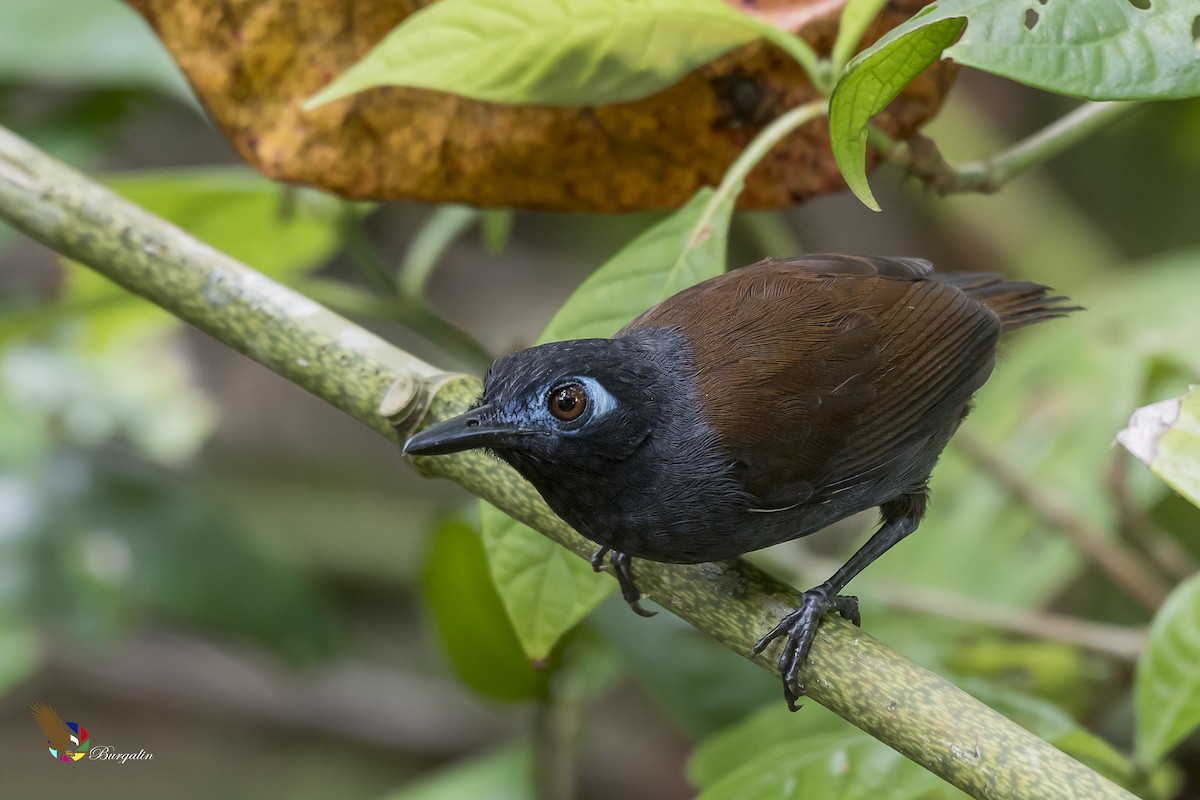 Chestnut-backed Antbird - fernando Burgalin Sequeria