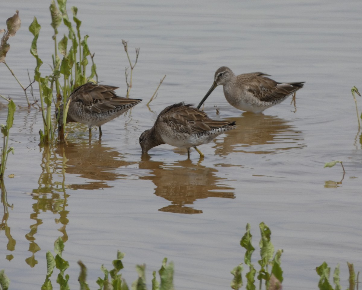 Long-billed Dowitcher - ML146441901