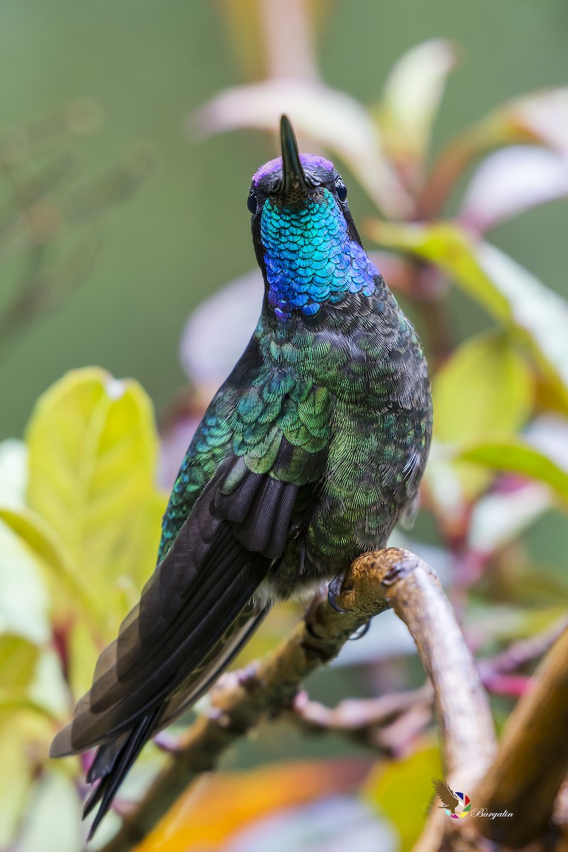 Talamanca Hummingbird - ML146442241