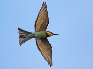 成鳥 - Ayuwat Jearwattanakanok - ML146442251