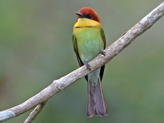 チャガシラハチクイ - eBird