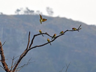 鳥群 - Rajesh Radhakrishnan - ML146442331