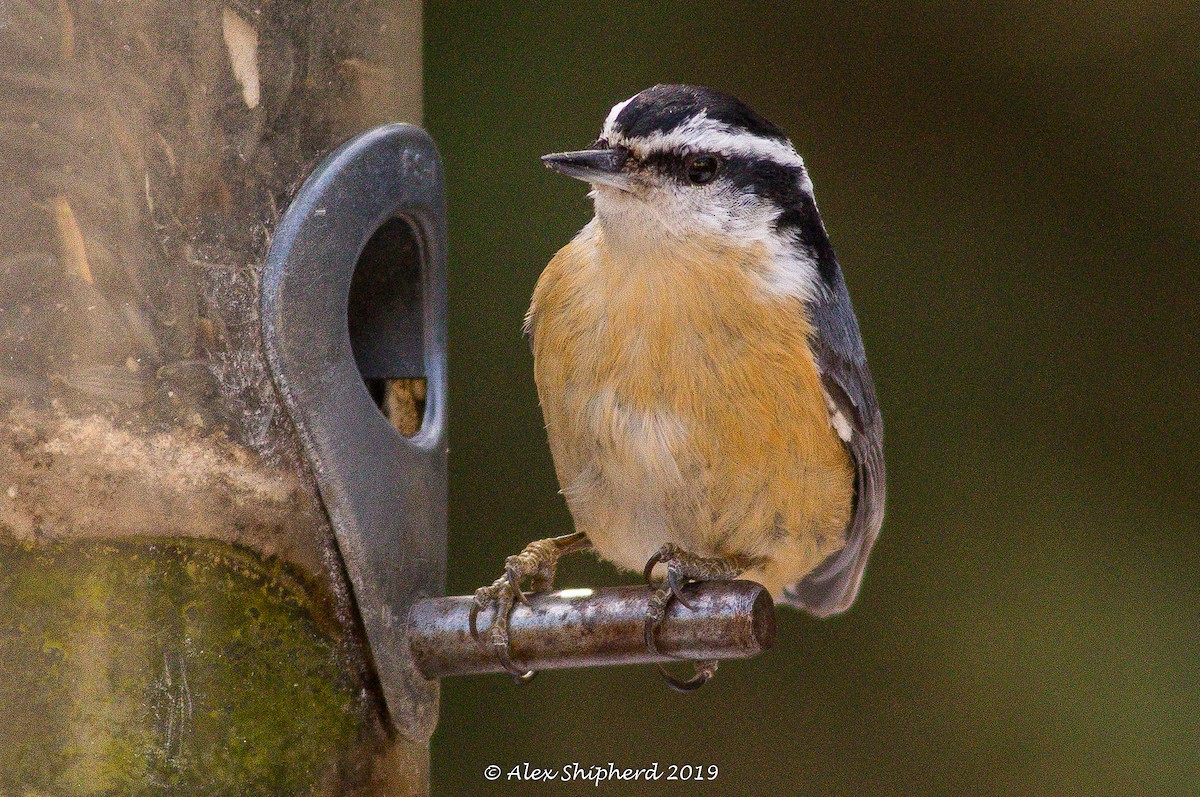 Red-breasted Nuthatch - ML146444191