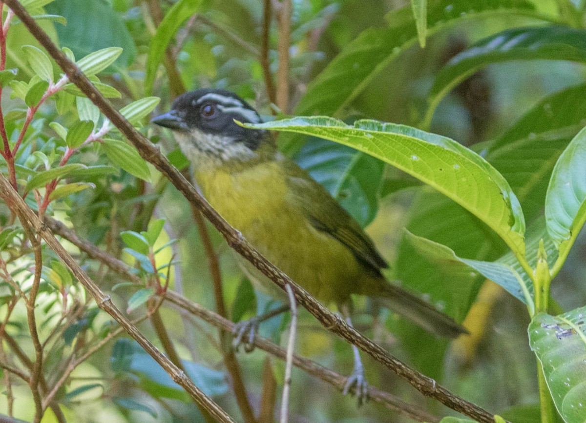 Sooty-capped Chlorospingus - ML146444281