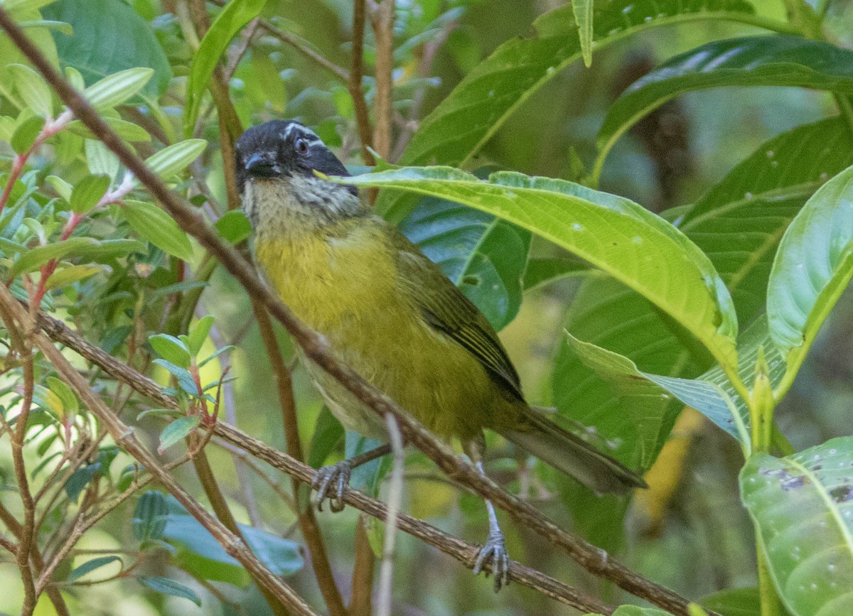 Sooty-capped Chlorospingus - ML146444311