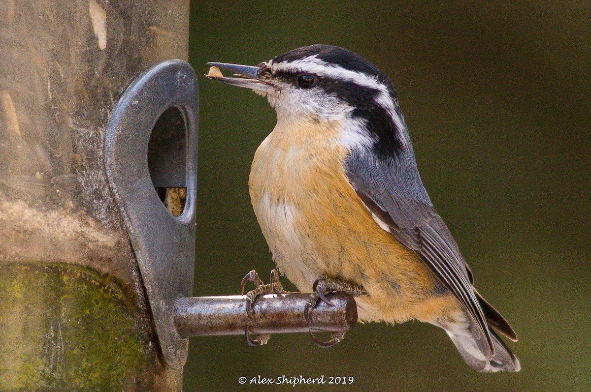 Red-breasted Nuthatch - ML146444361