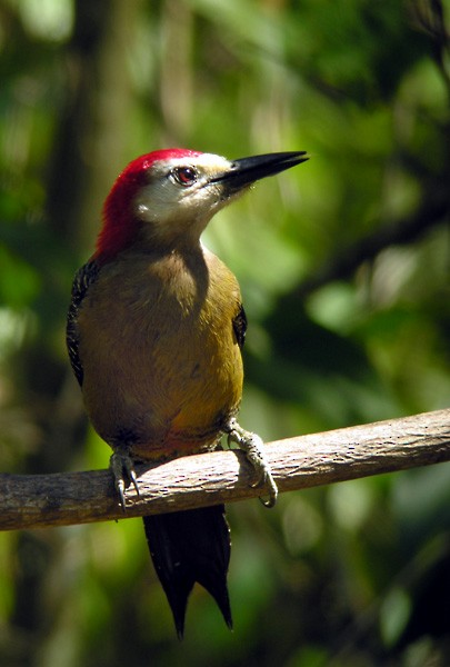 Jamaican Woodpecker - ML146446361
