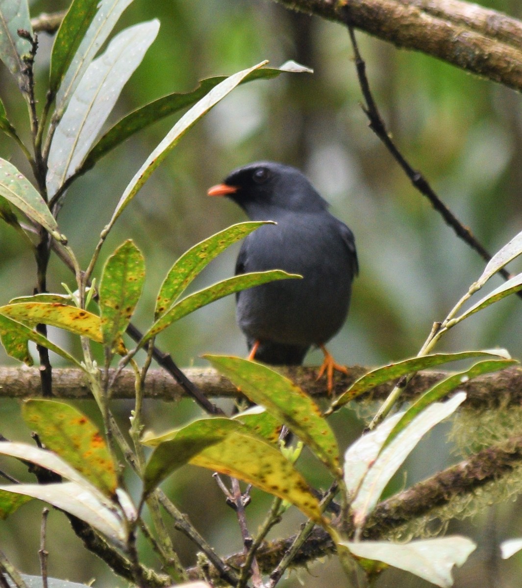 Black-faced Solitaire - ML146446991