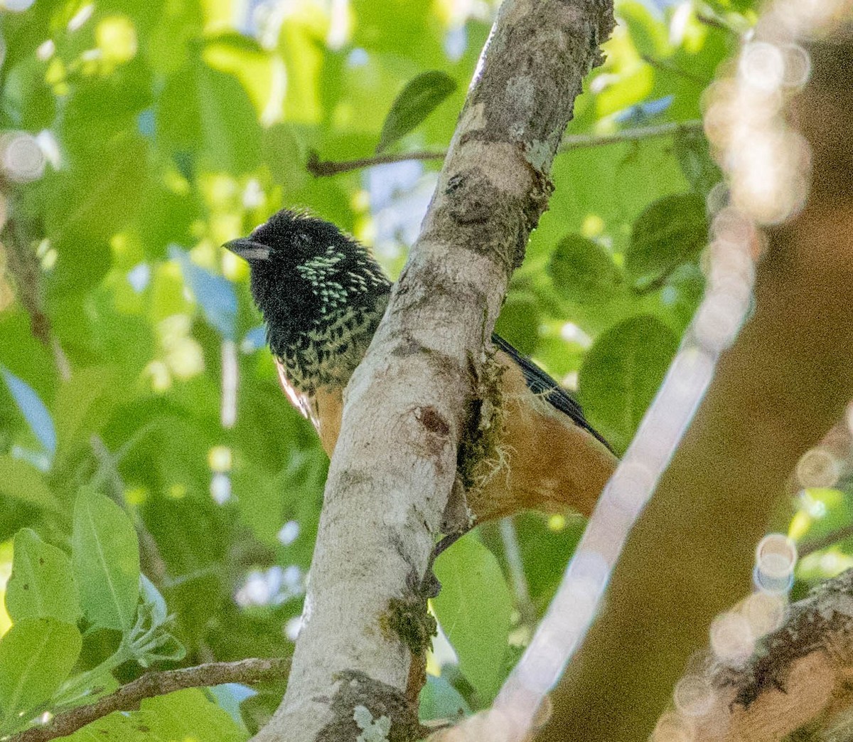 Spangle-cheeked Tanager - ML146447591