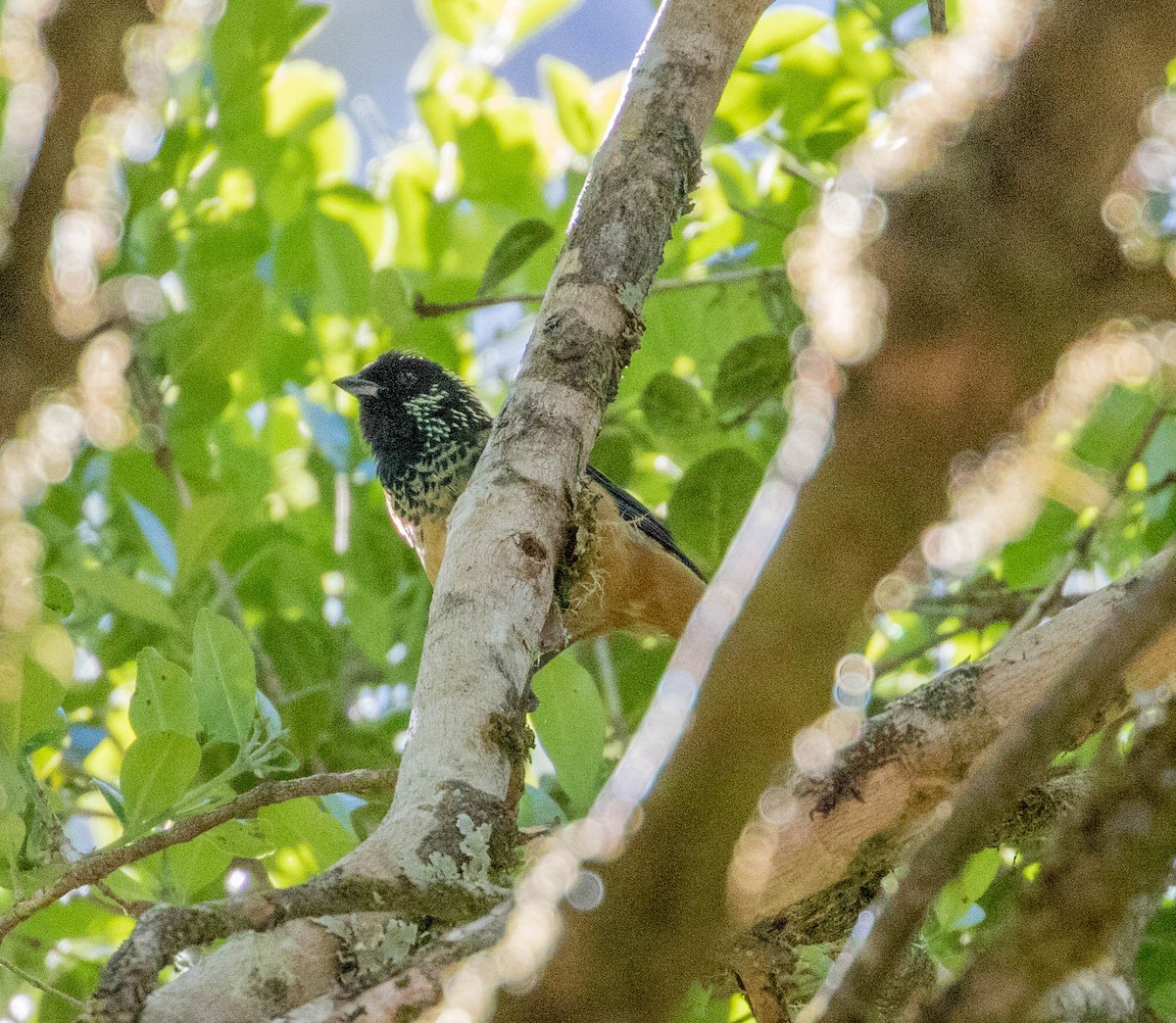 Spangle-cheeked Tanager - ML146447601