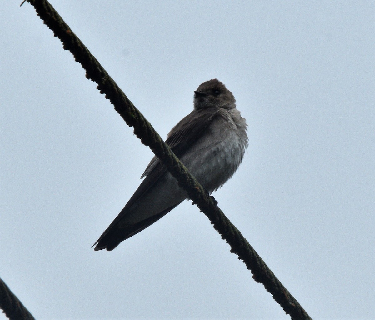 Northern Rough-winged Swallow - ML146447971