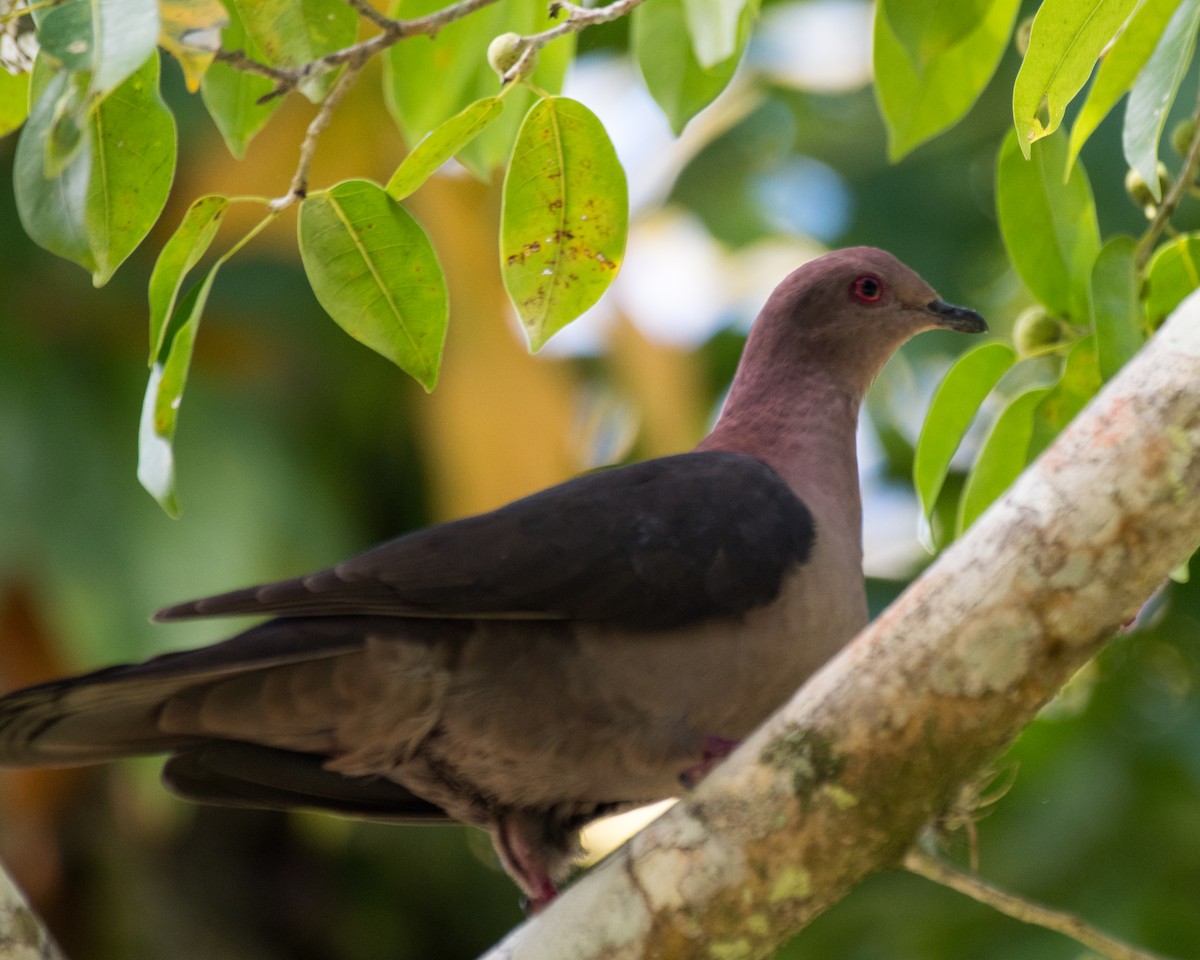 Short-billed Pigeon - Keith Dickey