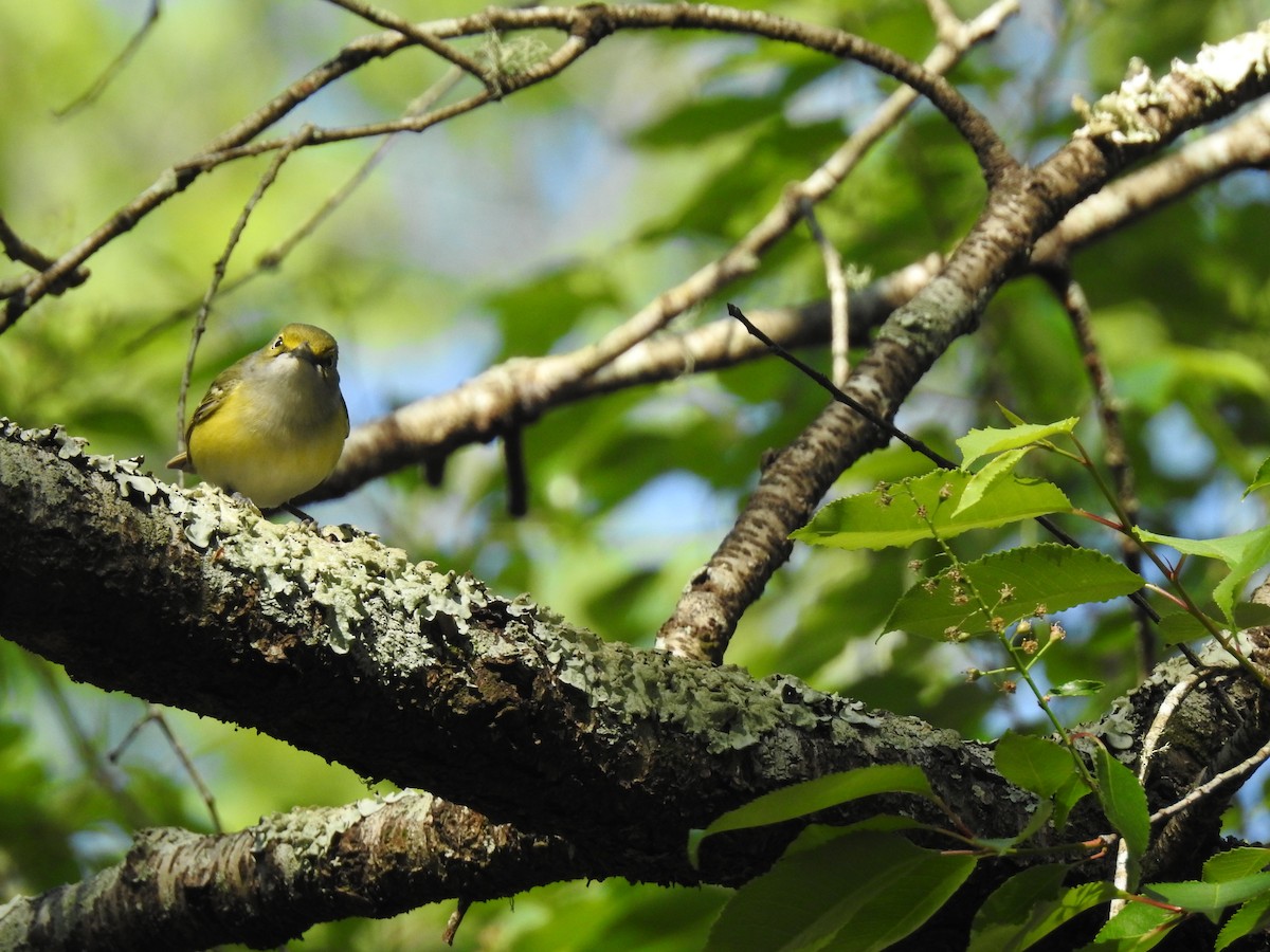 White-eyed Vireo - Lucy Jacobson