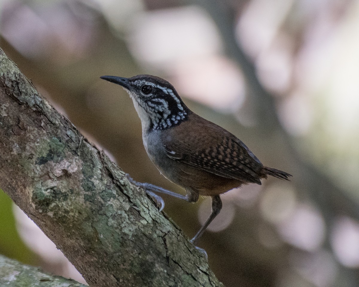White-breasted Wood-Wren - Keith Dickey