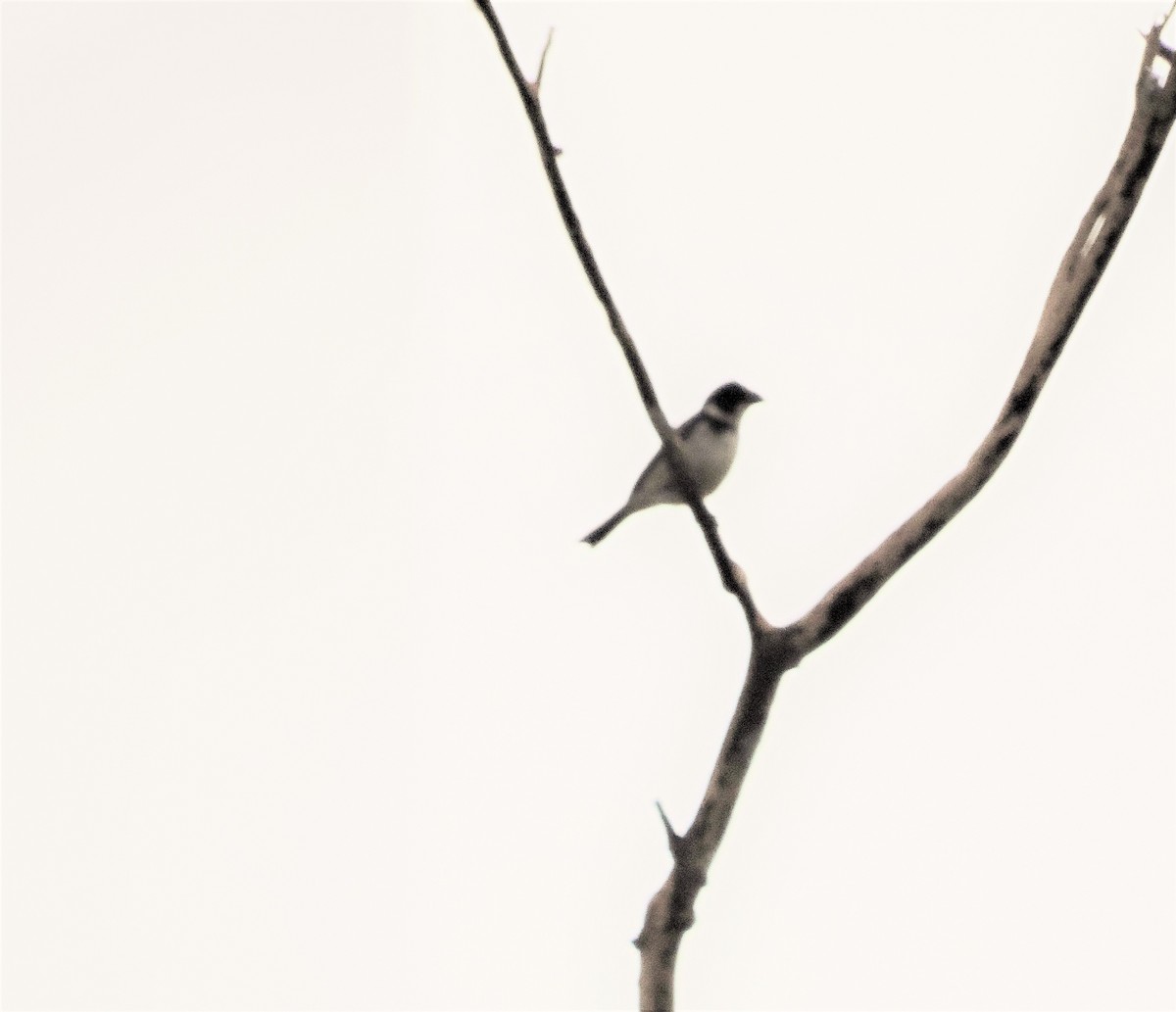 Wing-barred Seedeater (Caqueta) - ML146456111