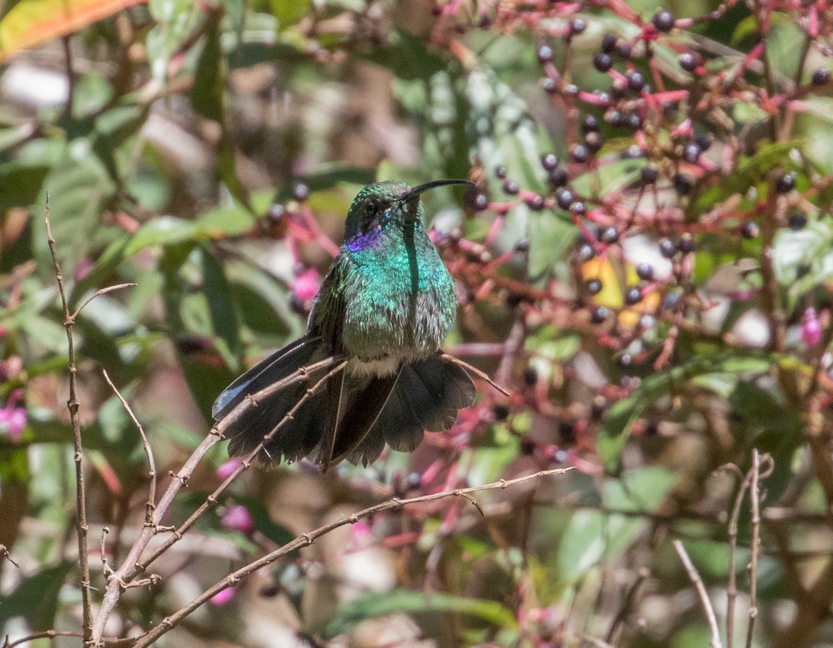kolibřík modrouchý - ML146457951