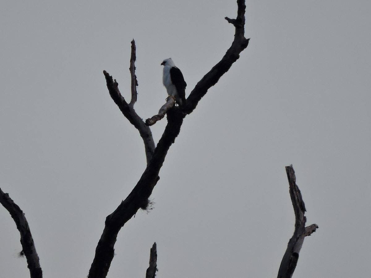 Black-and-white Hawk-Eagle - Shtid Tapasco