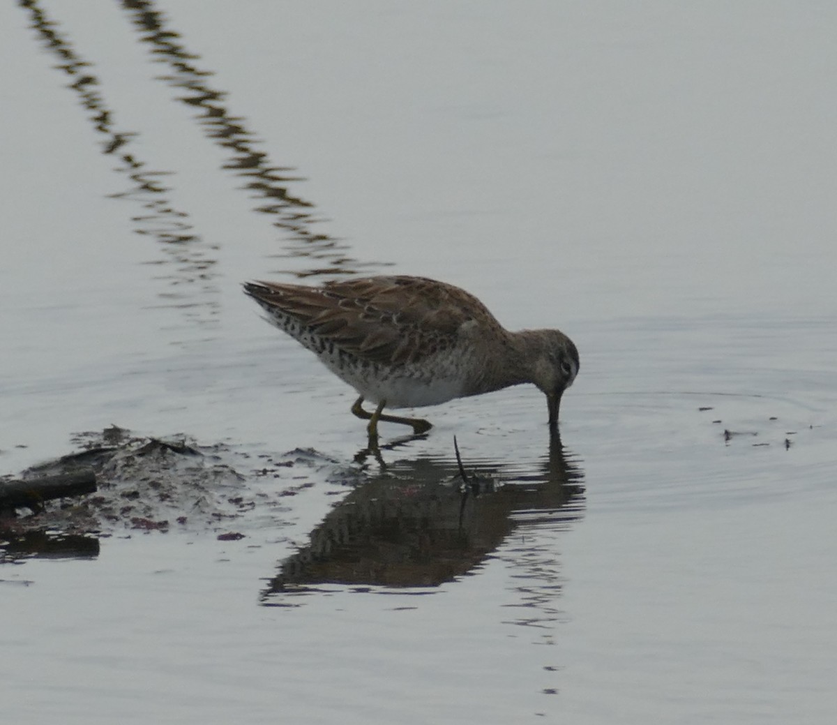Long-billed Dowitcher - ML146459121