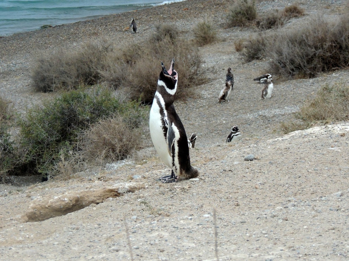 Magellanic Penguin - Gonzalo Diaz