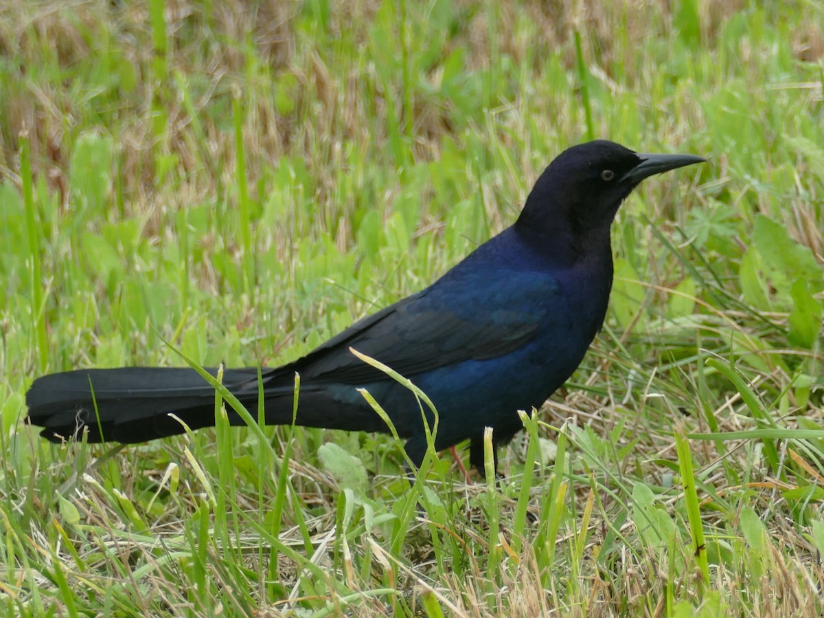 Boat-tailed Grackle - ML146461191