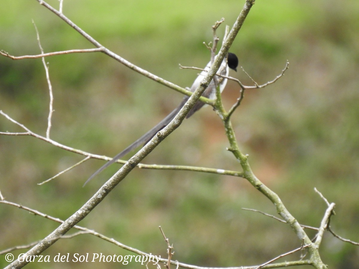 Fork-tailed Flycatcher - Inés Azofeifa