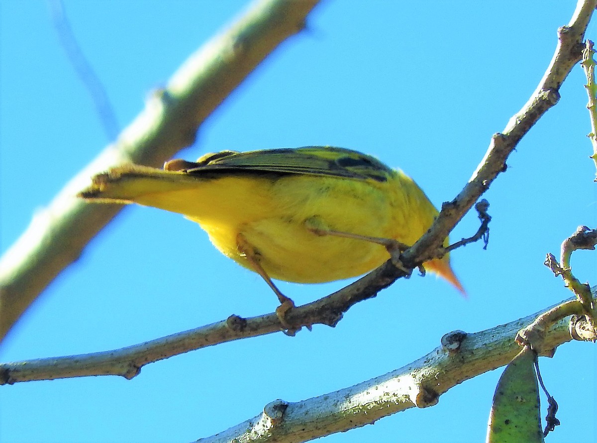 Yellow Warbler - Luis  Morales