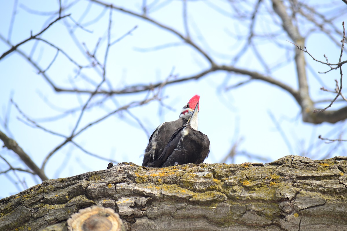 Pileated Woodpecker - ML146462861