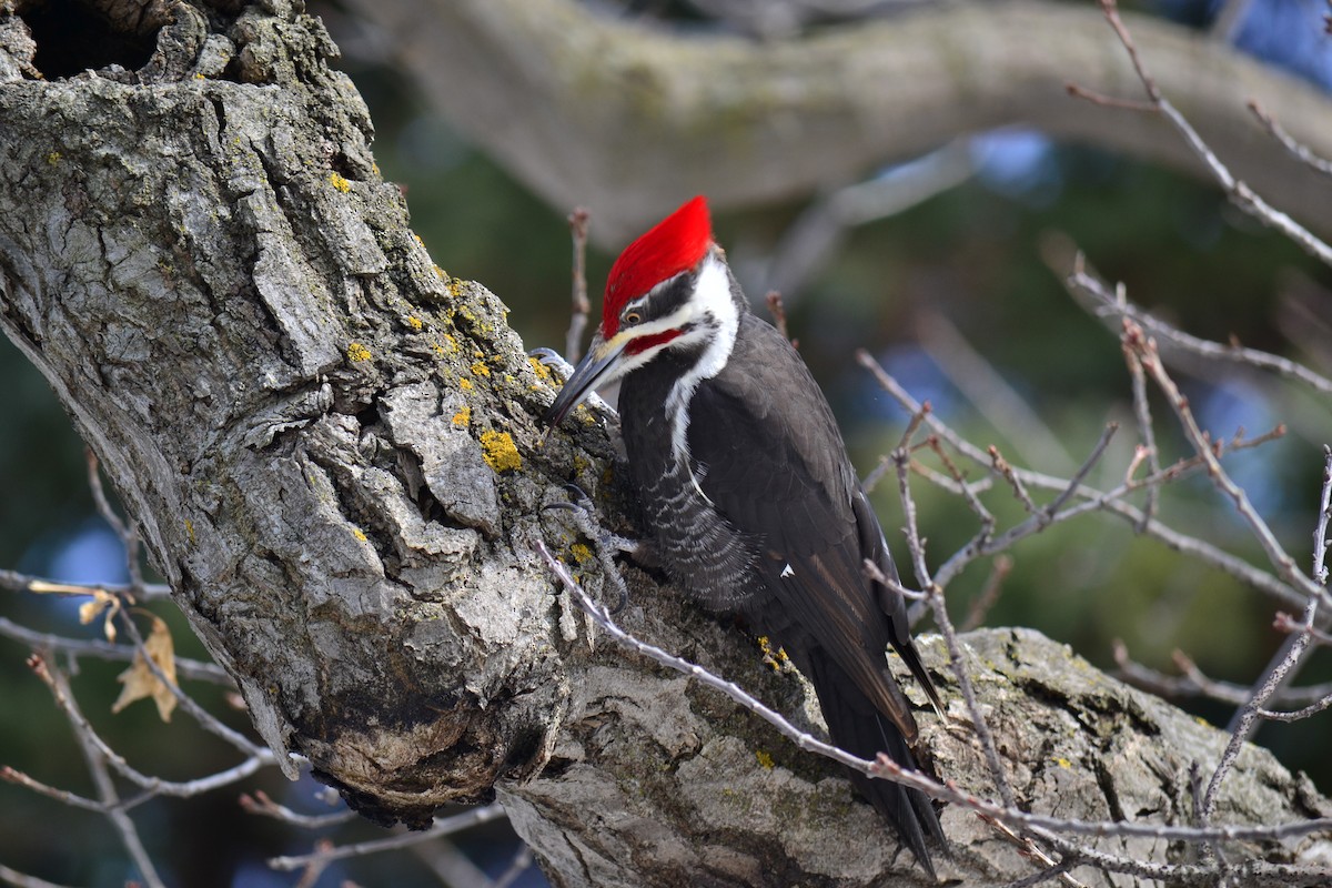 Pileated Woodpecker - ML146462991