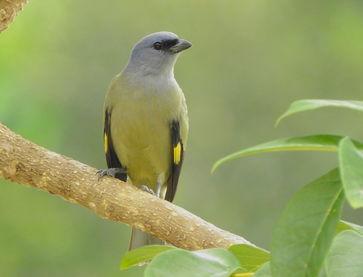Yellow-winged Tanager - ML146464571