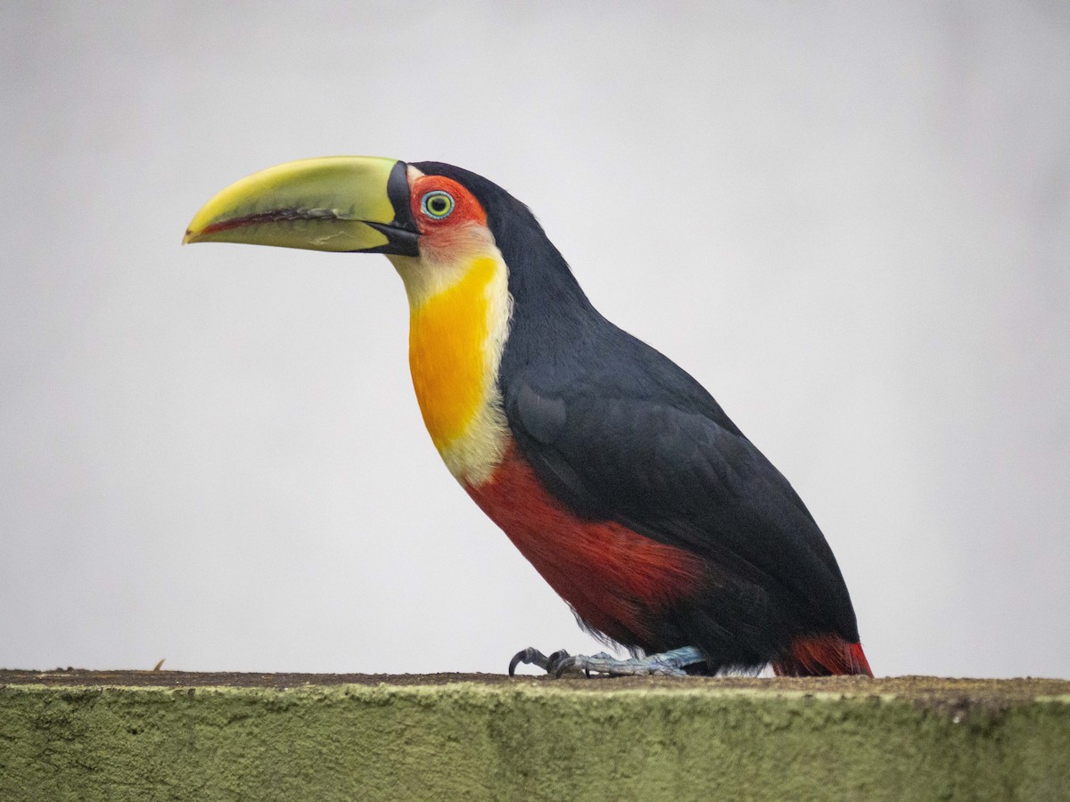 Red-breasted Toucan - Carla Moura