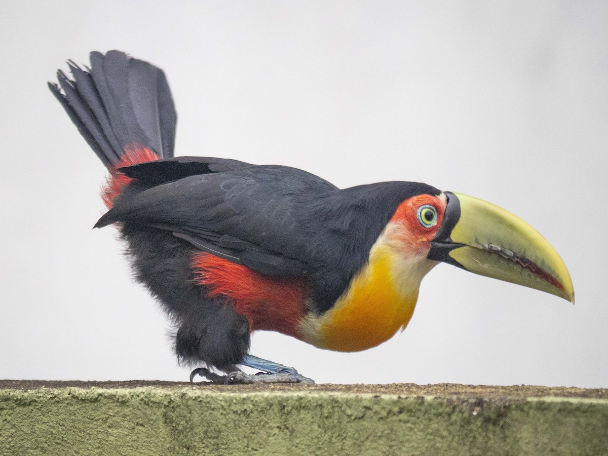 Red-breasted Toucan - ML146466241