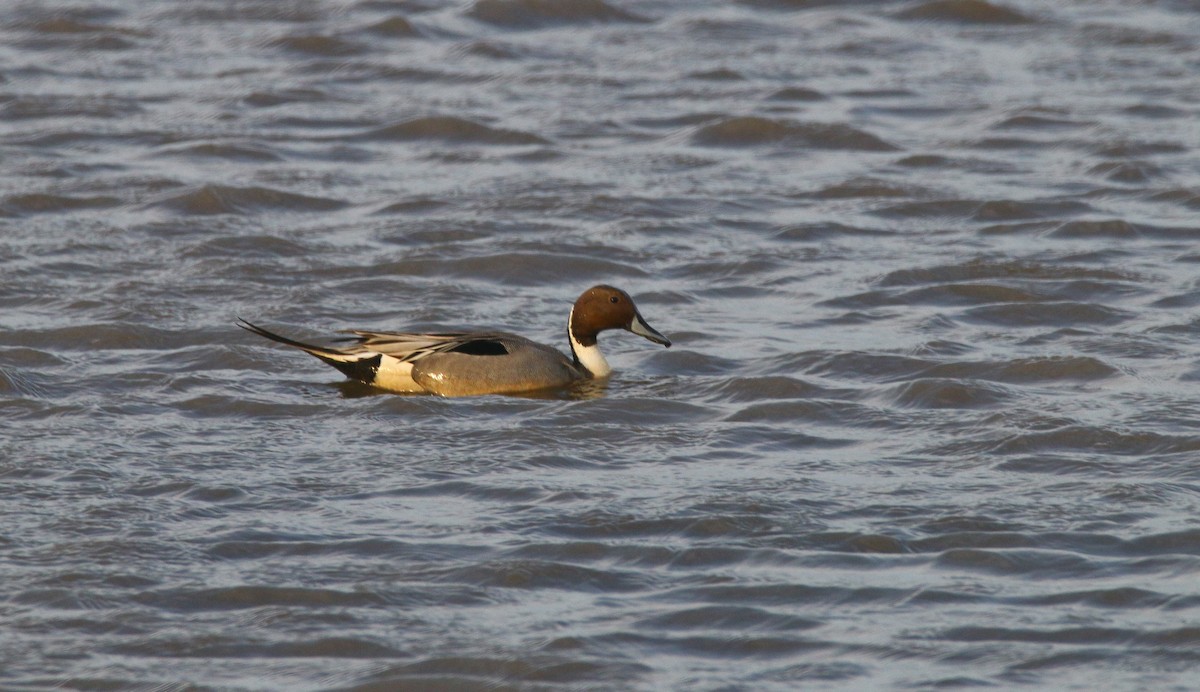 Northern Pintail - Devin Griffiths