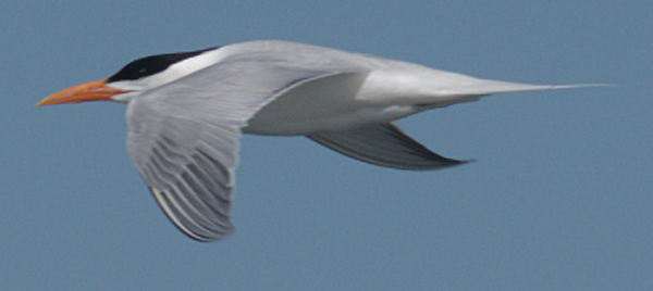 Royal Tern - Gary Mele